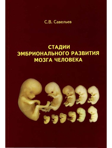 Стадии эмбрионального развития мозга человека. Савельев С.В.