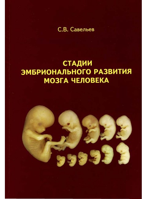 Стадии эмбрионального развития мозга человека. Савельев С.В.