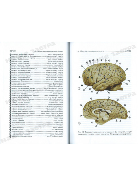 Возникновение мозга человека: Том 1. Савельев С.В.