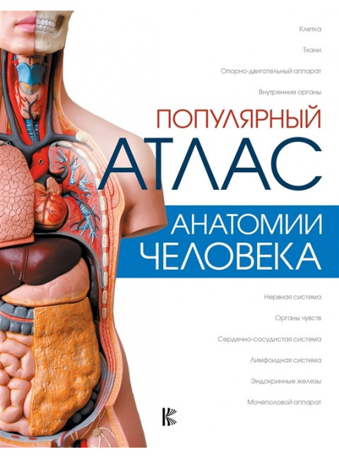 Популярный атлас анатомии человека. Палычева Любовь