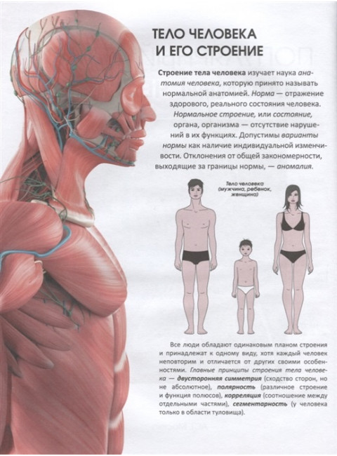 Популярный атлас анатомии человека. Палычева Любовь