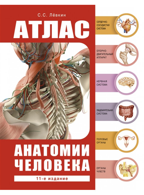 Атлас анатомии человека. Лёвкин С.С.