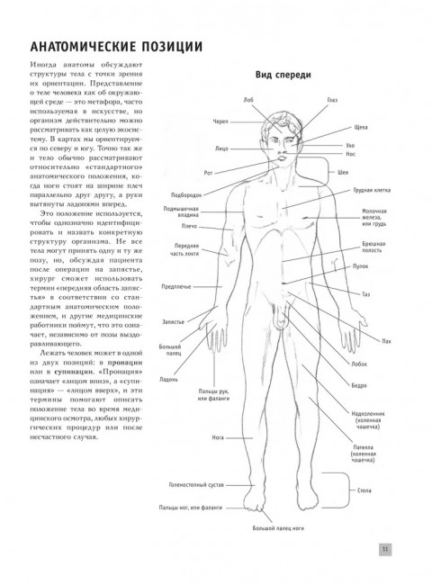 Анатомия для художников. Крауч Д.
