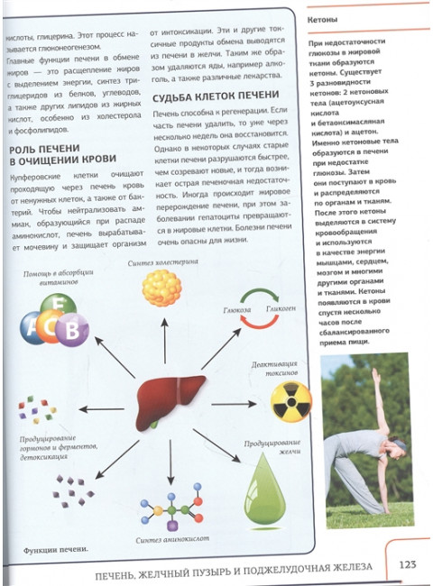 Атлас анатомии человека с дополненной реальностью. Спектор А.А.