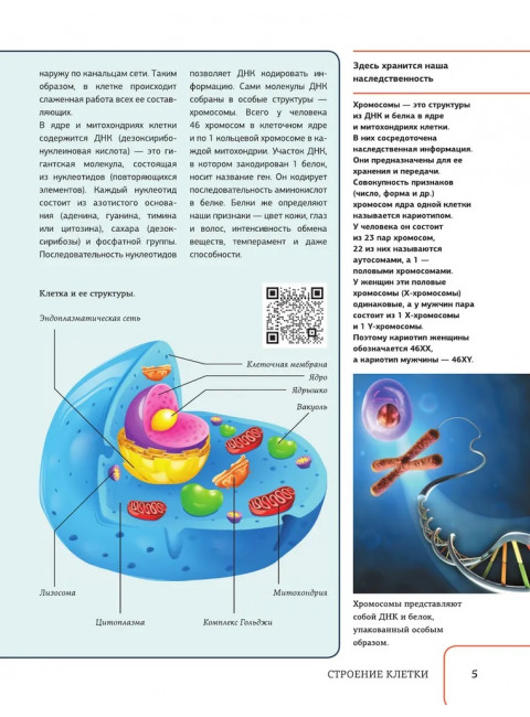 Атлас анатомии человека с дополненной реальностью. Спектор А.А.