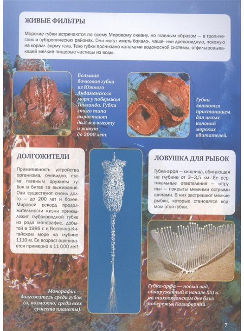 Подводный мир. Спектор А.А., Гордеева Е.А.