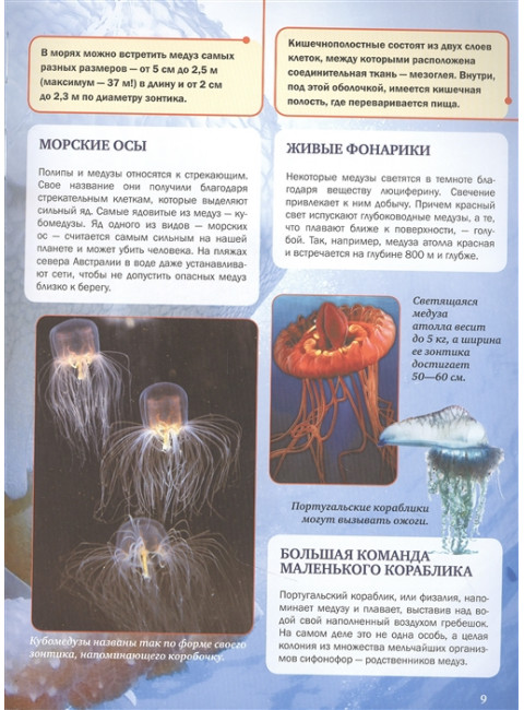 Подводный мир. Спектор А.А., Гордеева Е.А.