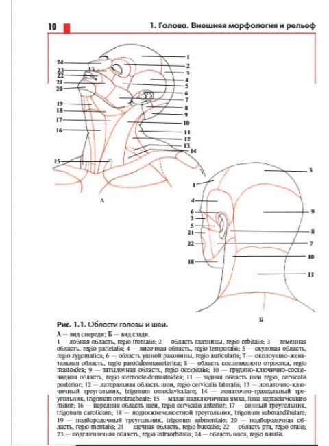 Анатомия головы (с нейроанатомией). Руководство для студентов медицинских специальностей вузов, врачей, научных сотрудников. Самусев Р.П.