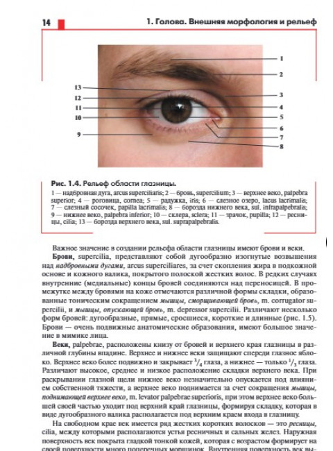 Анатомия головы (с нейроанатомией). Руководство для студентов медицинских специальностей вузов, врачей, научных сотрудников. Самусев Р.П.