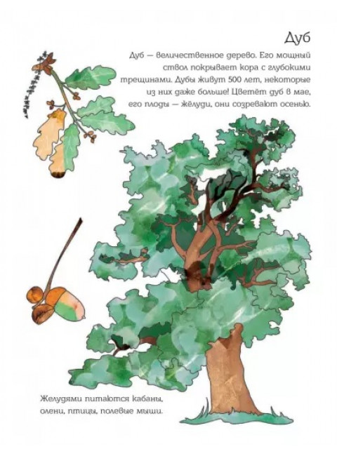 Мой первый гербарий. Цветы и листья. Вирио О.