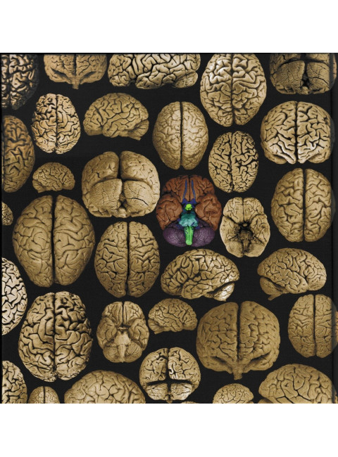 Изменчивость и гениальность. Савельев С.В.