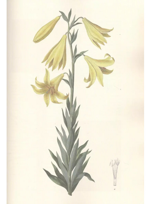 Gennuria plantarum rariorum russiae meridoinalis Ф.К. Биберштейна глазами молодых исследователей 