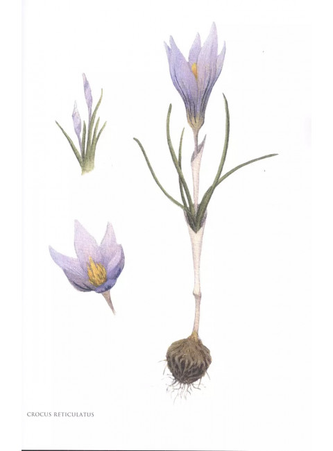 Gennuria plantarum rariorum russiae meridoinalis Ф.К. Биберштейна глазами молодых исследователей 