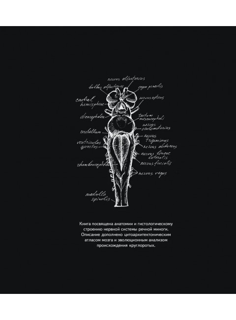 Мозг речной миноги. Савельев С.В.
