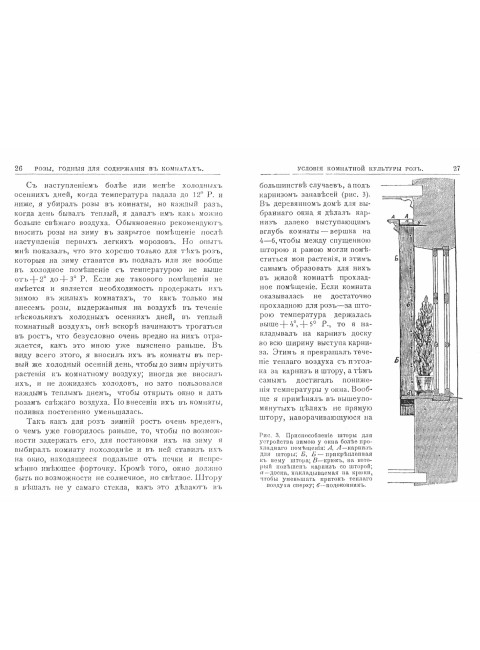 Розы, годные для содержания в комнате, и их культура. Шульгин Г.Н.