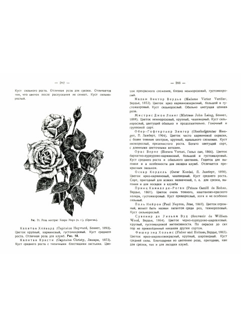 Розы. Кичунов Н.И.